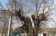 درخت توت کهنسال روستای موجان ثبت ملی شد