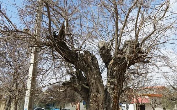 درخت توت کهنسال روستای موجان ثبت ملی شد