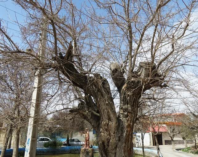 درخت توت کهنسال روستای موجان ثبت ملی شد